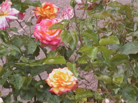 As nossas rosas convivem bem com as nossas couves